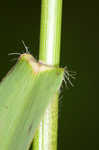 Woolly rosette grass